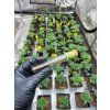 Predrolovany CBD joint ve sklenenem obalu (2)