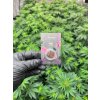 CBD Hasis Blackberry Kush (CBD 23,5 %) (3)
