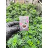 CBD Hasis Blackberry Kush (CBD 23,5 %) (2)
