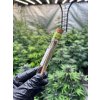 Predrolovany CBD joint Amnesia Haze (3)