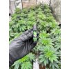 Clipper zapalovac Homegrown