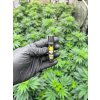 Clipper zapalovac Homegrown