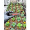 Cigaretove papirky King Size RAW Black (2)