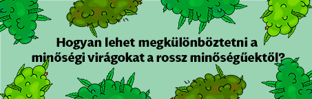 Hogyan lehet megkülönböztetni a minőségi tobozokat a rossz minőségűektől?