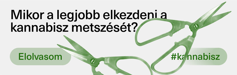 Mikor a legjobb elkezdeni a kannabisz metszését?