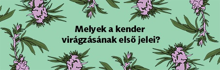 Melyek a kender virágzási fázisának első jelei?