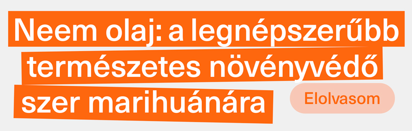 Neem olaj: a legnépszerűbb természetes növényvédő szer marihuánára