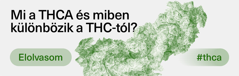 Mi a THCA és miben különbözik a THC-től?
