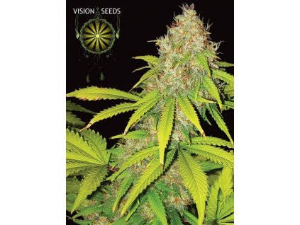 vision seeds ak 49 semena