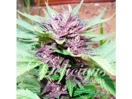 Dark Purple Auto (Balení 1 ks)