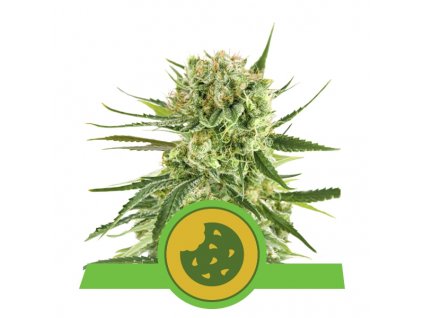 royal cookies automatic palice