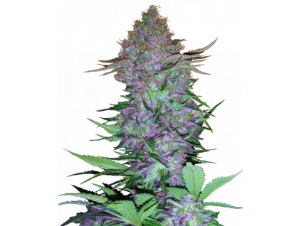 semena fialoveho konopi purple skunk
