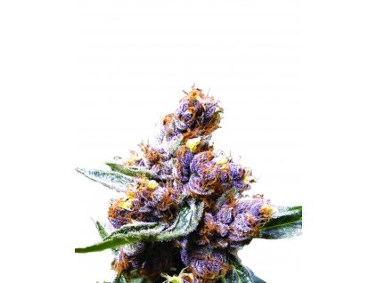 Blueberry Feminized