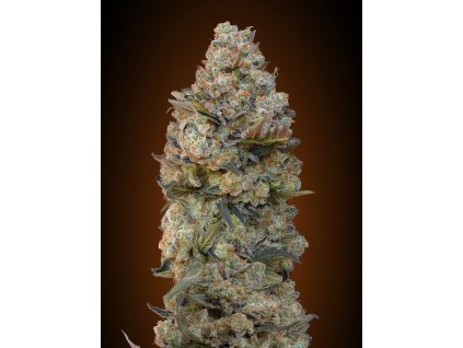 00 seeds chocolate skunk happy seeds