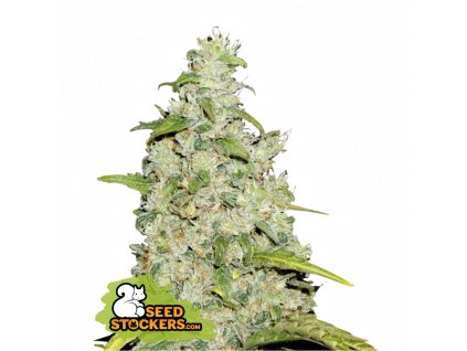 Amnesi auto seedstockers weedshop