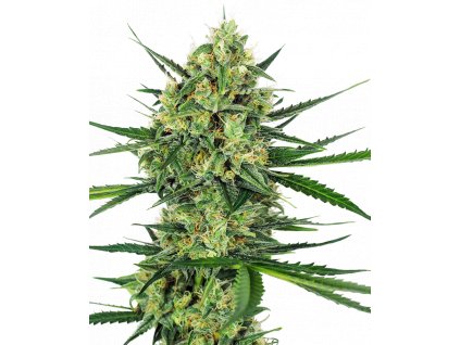 tangerine sugar feminized xl