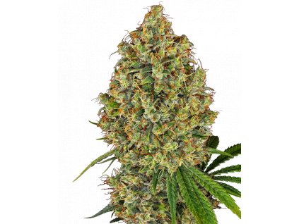 ak 420 feminized xl happyseeds