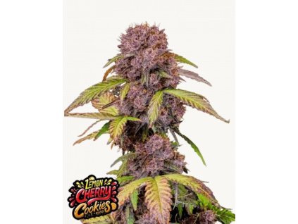 semena konopi lemon cherry cookies auto