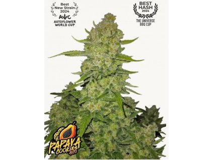 papaya cookies auto 420 fast buds