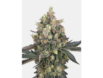 semena konopi sweet berry breese