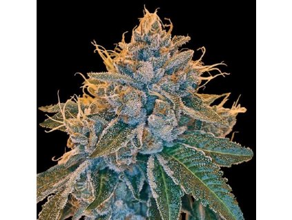 Kosher Kush (Balení 3 ks)