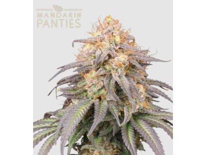 semena konopi mandarin panties auto seedstockers