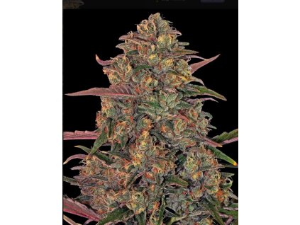 semena konopi pineapple chunk