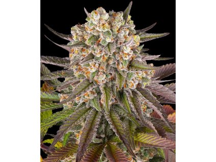 semena konopi limoncello