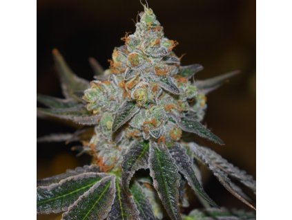 auto mimisa vision seeds