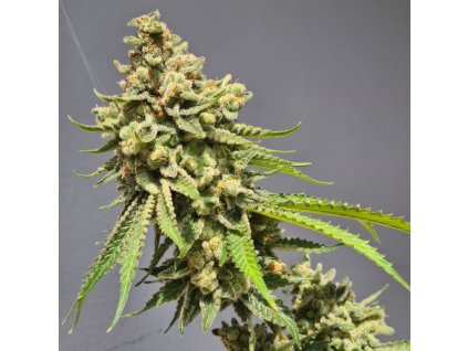 semena marihuany auto strawberry haze