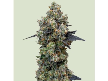 orbital banana f1 semena konopi