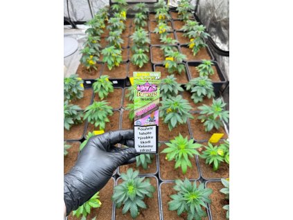 juicy blunty gelato