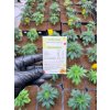Lemon OG CBD hasis a Happy seeds tol (CBD 25 %) (2)