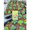 Lemon OG CBD hasis a Happy seeds tol (CBD 25 %) (1)