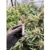 Ochucene dutinky Juicy Jones Ostruzina