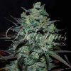 semena marihuany northern light blue thc free