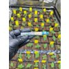Drevene filtry Cyclones Sugar Cane