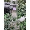 32 cm es üveg bong Drum perkolatorral (3)