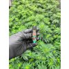 Clipper zapalovac Hemp Rock