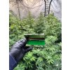 Black Leaf fem rejtektarolo (2)