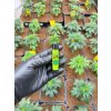 Clipper 420 MIX #3 ongyujto