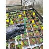 Schovka na joint zelena 140 mm joint tubes 1 ks