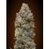 00 seeds chocolate skunk happy seeds