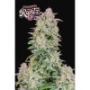 seminka konopi fast buds Forbidden Runtz