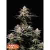 purple lemonade fast flowering happy seeds