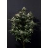 purple lemonade fast flowering