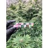 Cigaretove papirky s filtry Mix Weedshop (2)