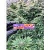 Cigaretove papirky s filtry Mushrooms Weedshop (2)