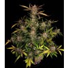 ztrawberriez auto 420 fast buds