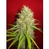 marihuany afghan kush skunk feminizovana semena